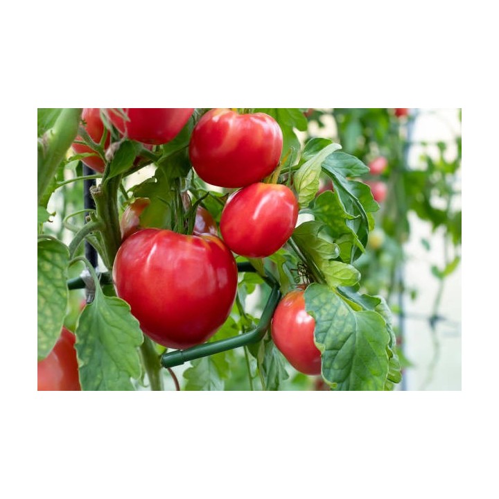 TOMATES