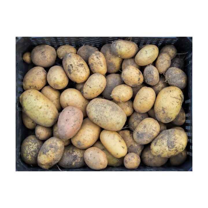 POMMES DE TERRE