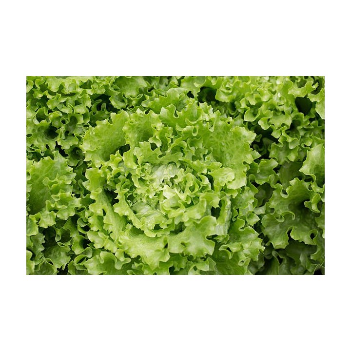 SALADE